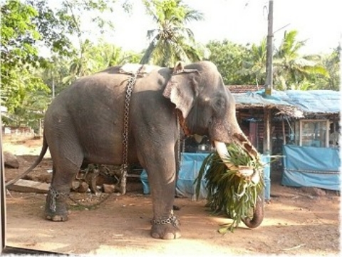 Images/cochin 374.jpg